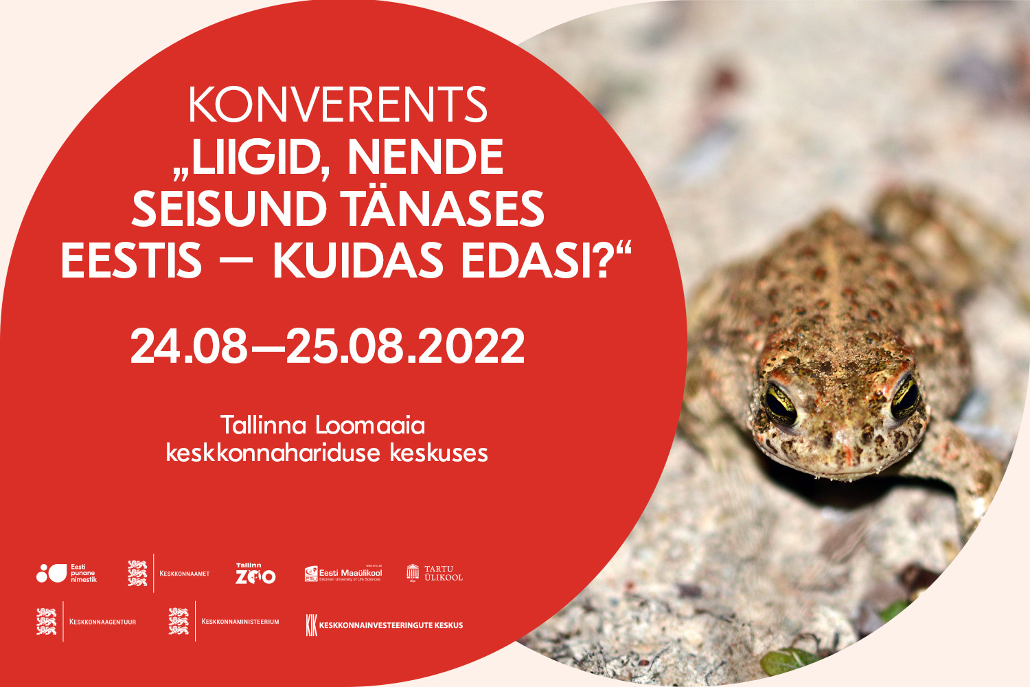 Looduskaitsealune liik kõre kivisel pinnal