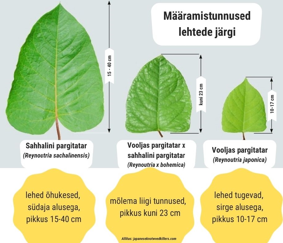 joonisel on kirjeldatud pargitatra määramistunnused lehtede kuju järgi