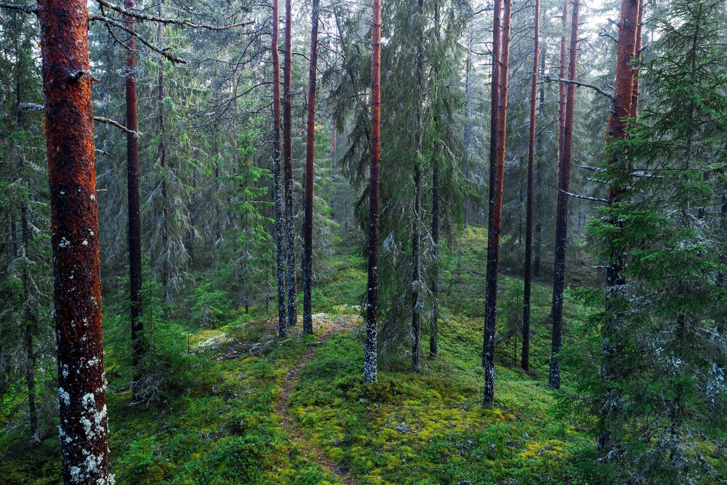 Palumets Metsateatis ja metsaregister | Keskkonnaamet