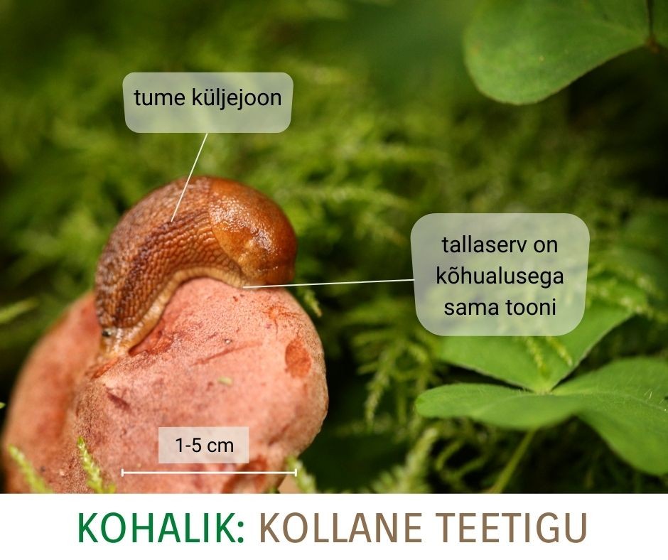 Kollane teetigu