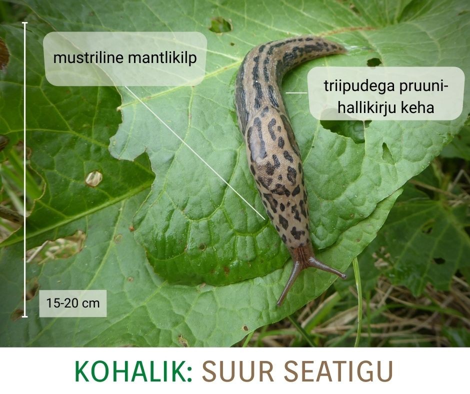 Suur-seatigu