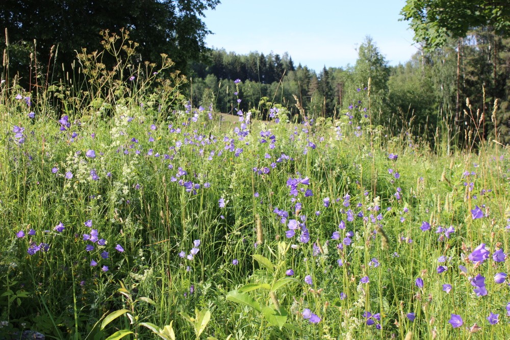 Kellukarohke niit heinamaarjapäeval. Foto Helen Kivisild.jpg