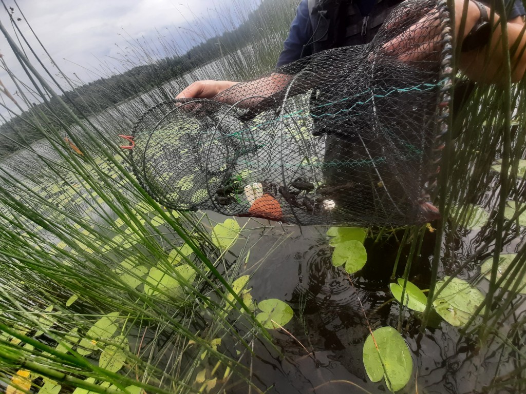 Märgistuseta püügivahend väikeste vähkidega 