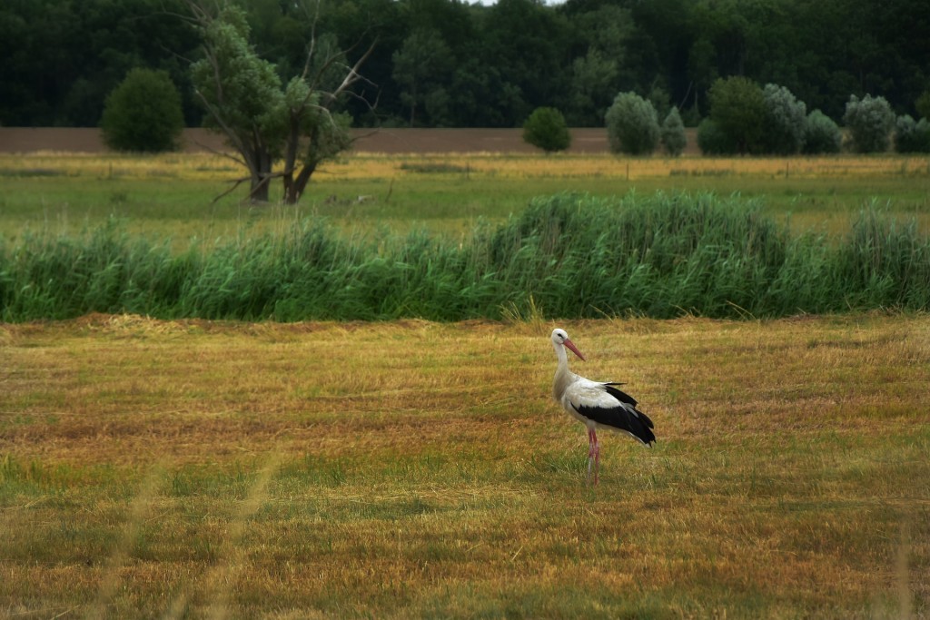 Valge-toonekurg. Foto: Pixabay