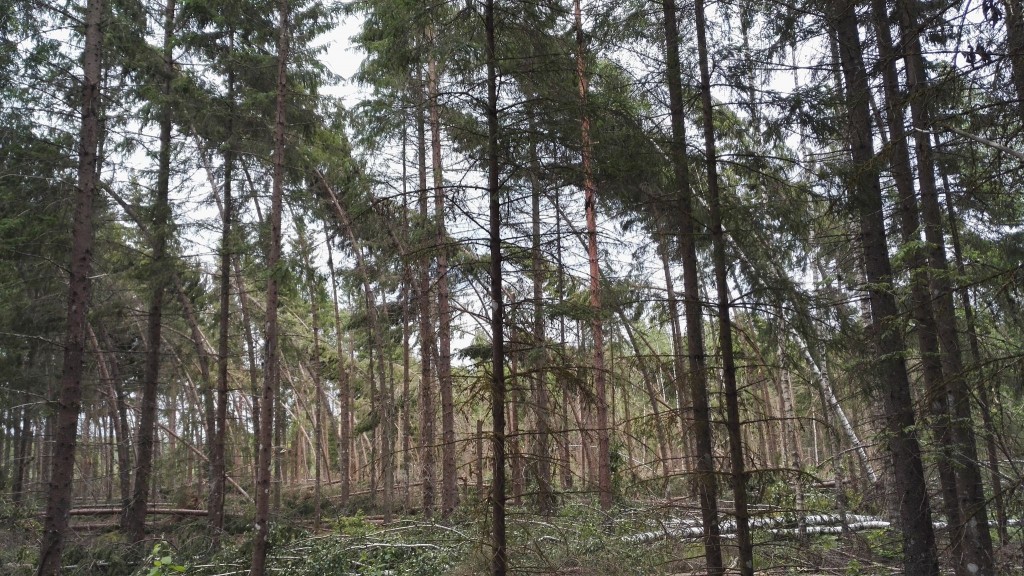 Tormimurd. Foto Keskkonnaamet