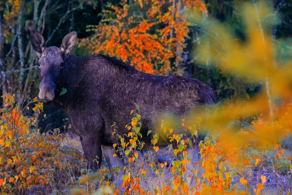 moose-g5638e3f36_1920.jpg