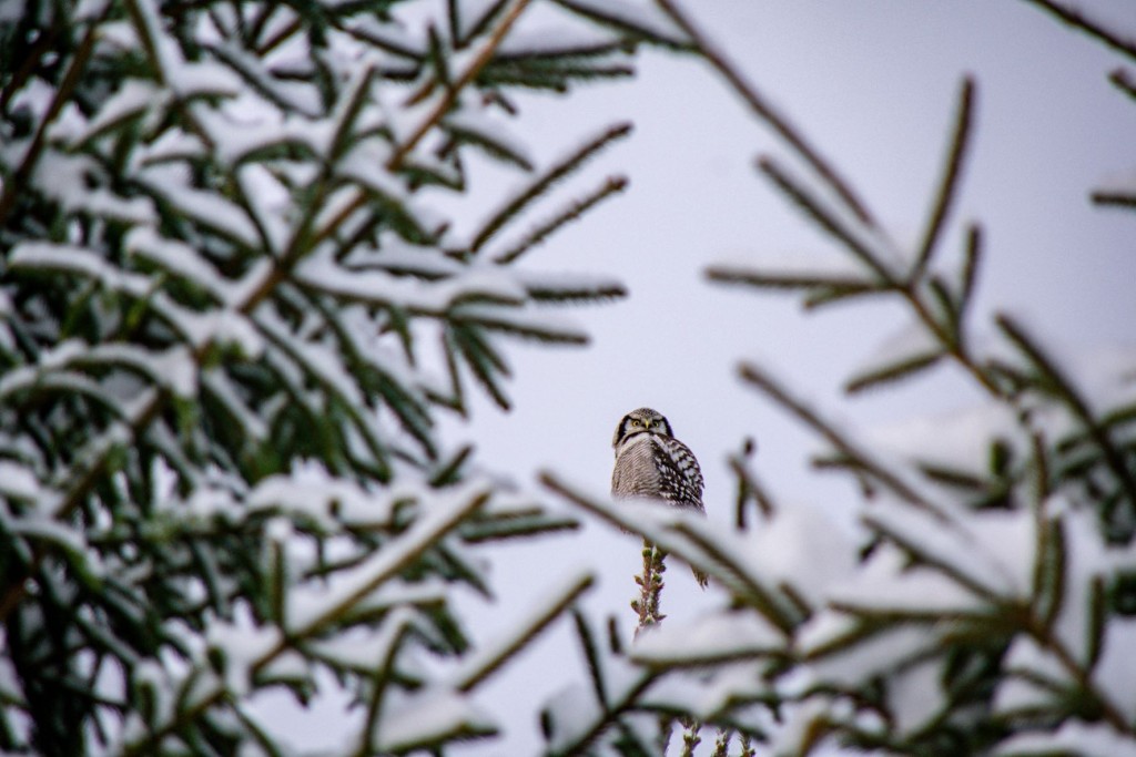 Vöötkakk. Foto Kaidi Sootalu
