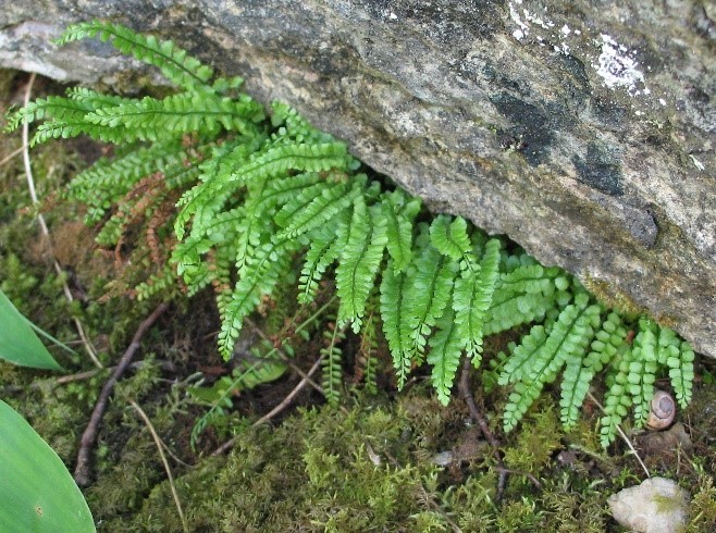Rohe-raunjalga on leitud Saaremaalt rusukaldelt ning Harjumaalt paekivipaljandilt. Foto: Ruth Aguraiuja