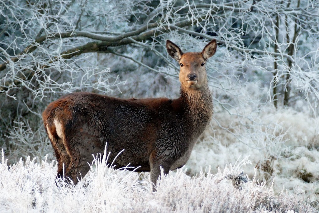 punahirv.jpg