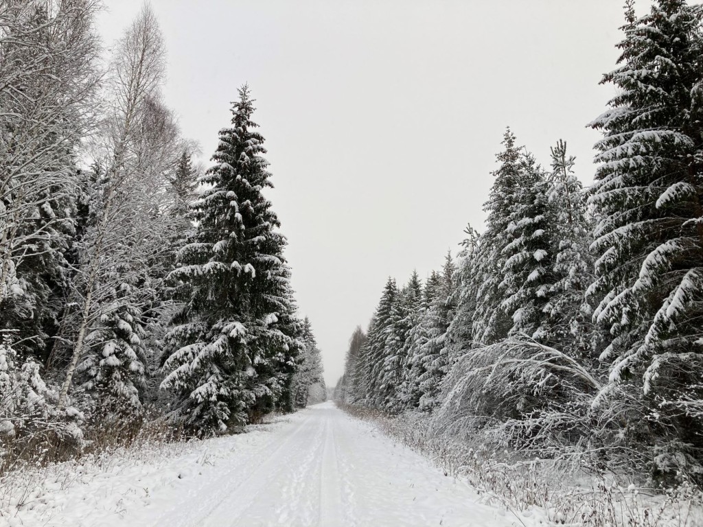 Talvine mets Tartu maakonnas