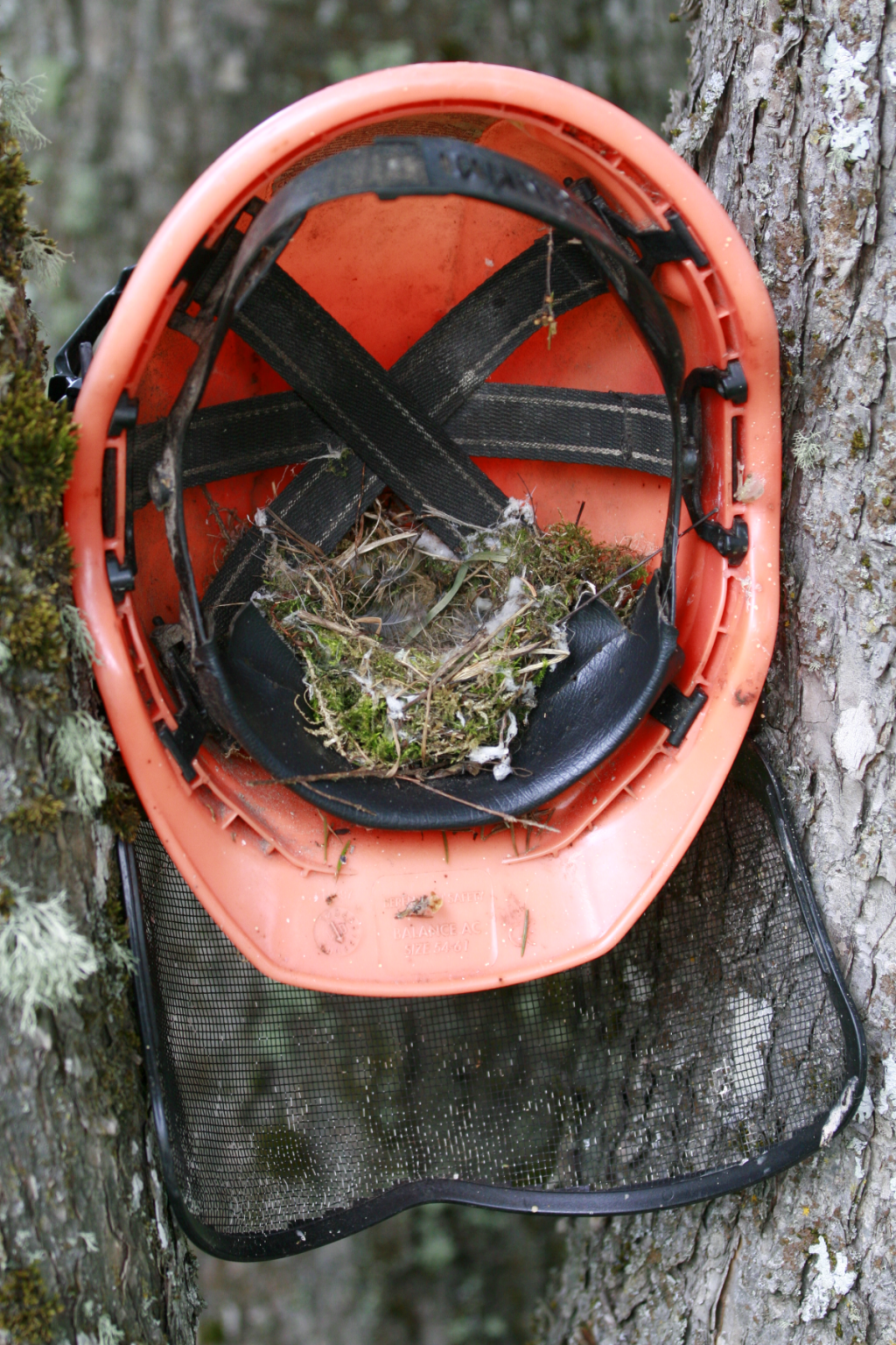pesitsusrahu_P_Eensoo.jpg