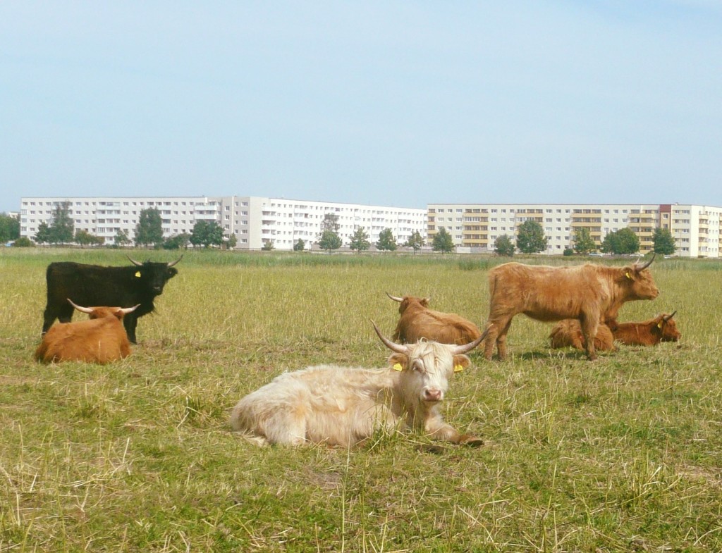 Šoti mägiveised Pärnu rannaniidul