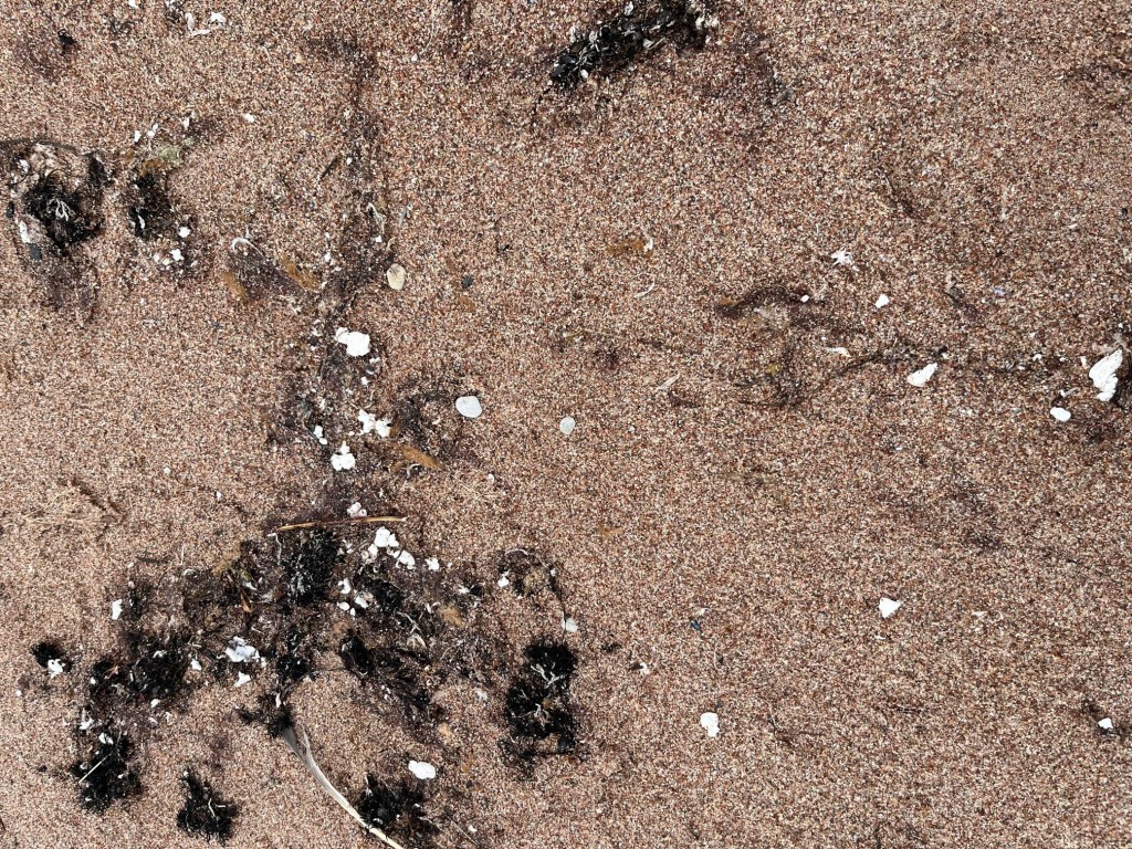 Tahke rasv Hiiumaa rannal