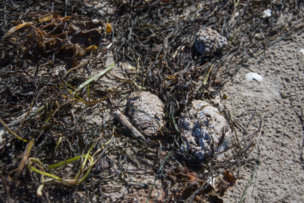 Rasvaklompide reostus Saaremaal