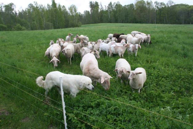 Lambaid kaitseb elektrikarjus ja karjavalvekoer_Uno Treieri foto.jpg