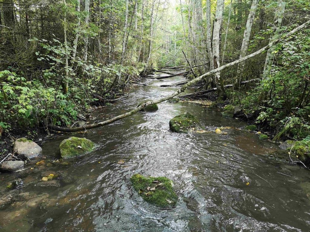 Umbusi jõgi