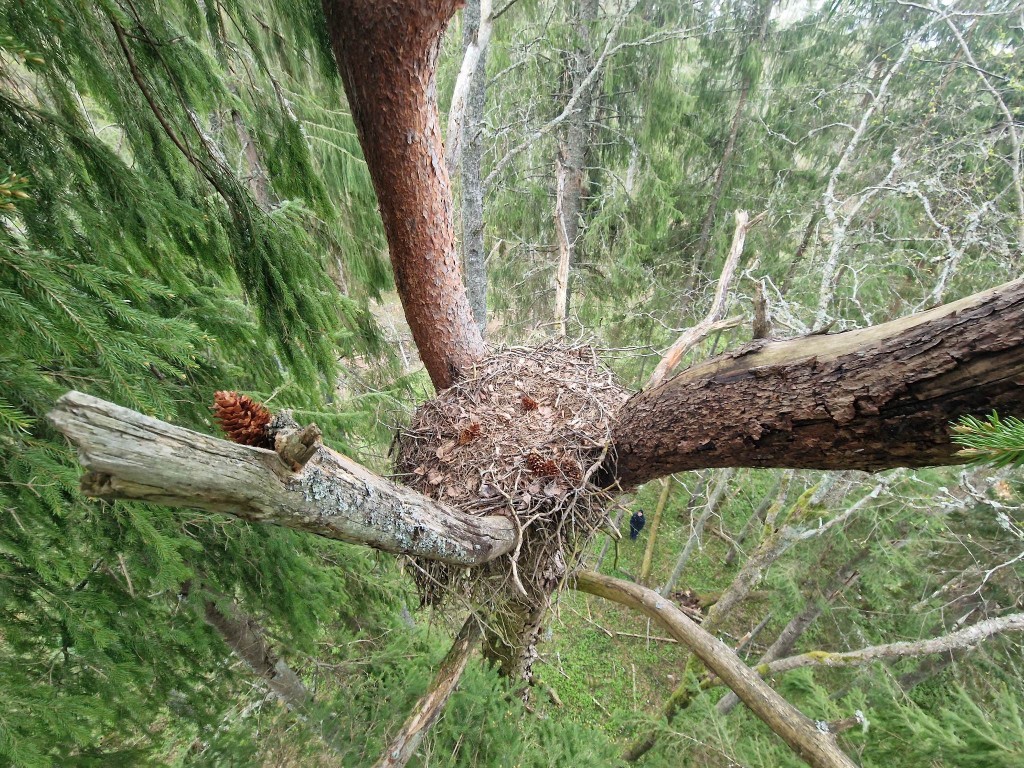 linnupesa