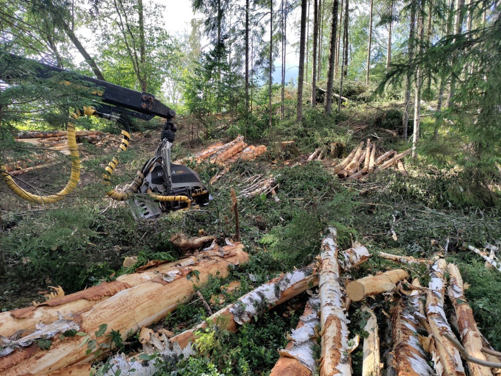 Raie Haanja looduspargis_foto autor Margit Turb .jpg