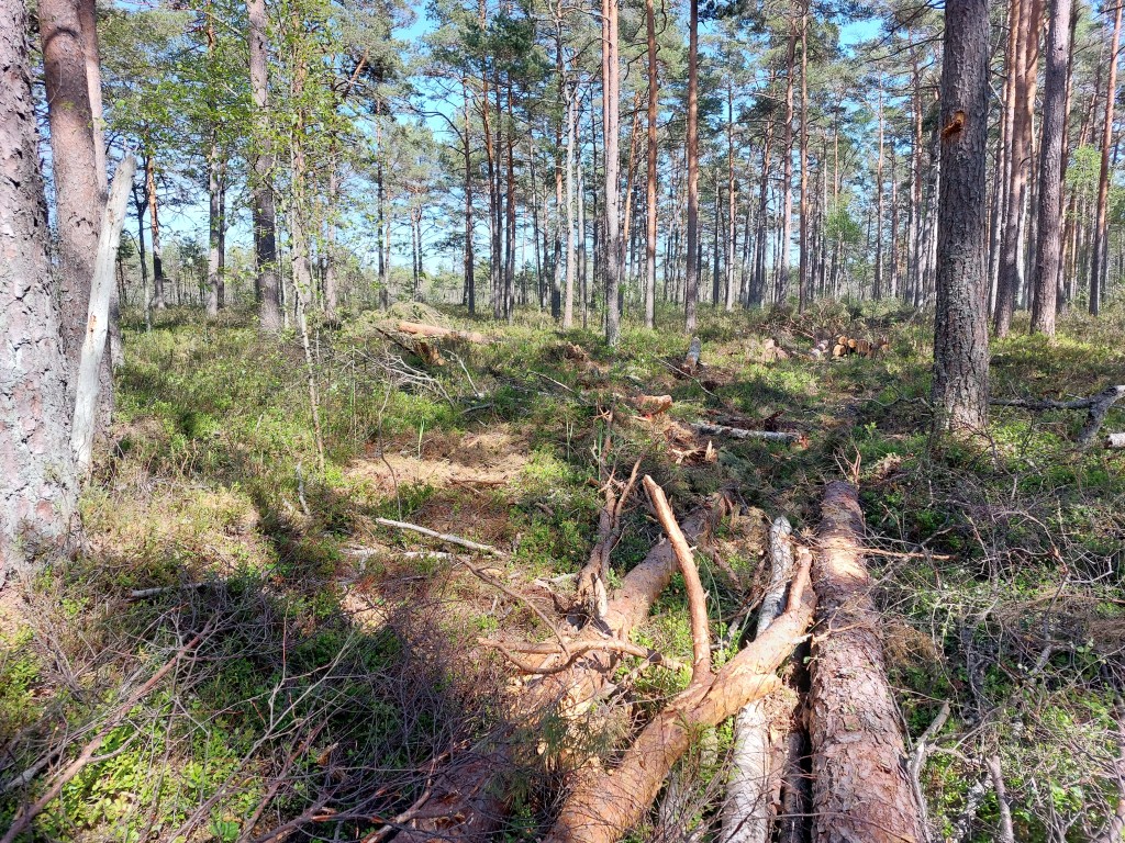 Õngu mets