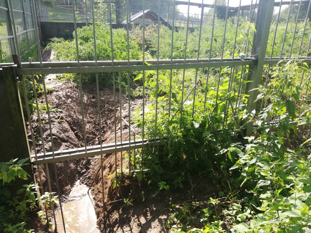 Lõhutud karuaedik