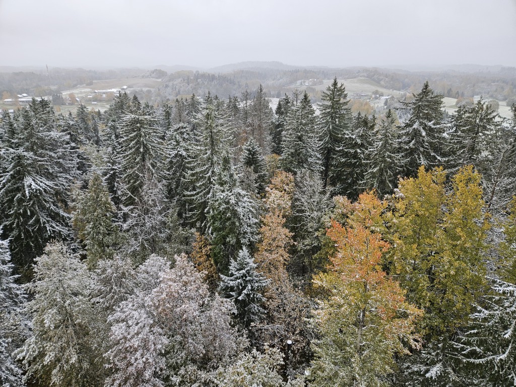 Suure Munamäe mets