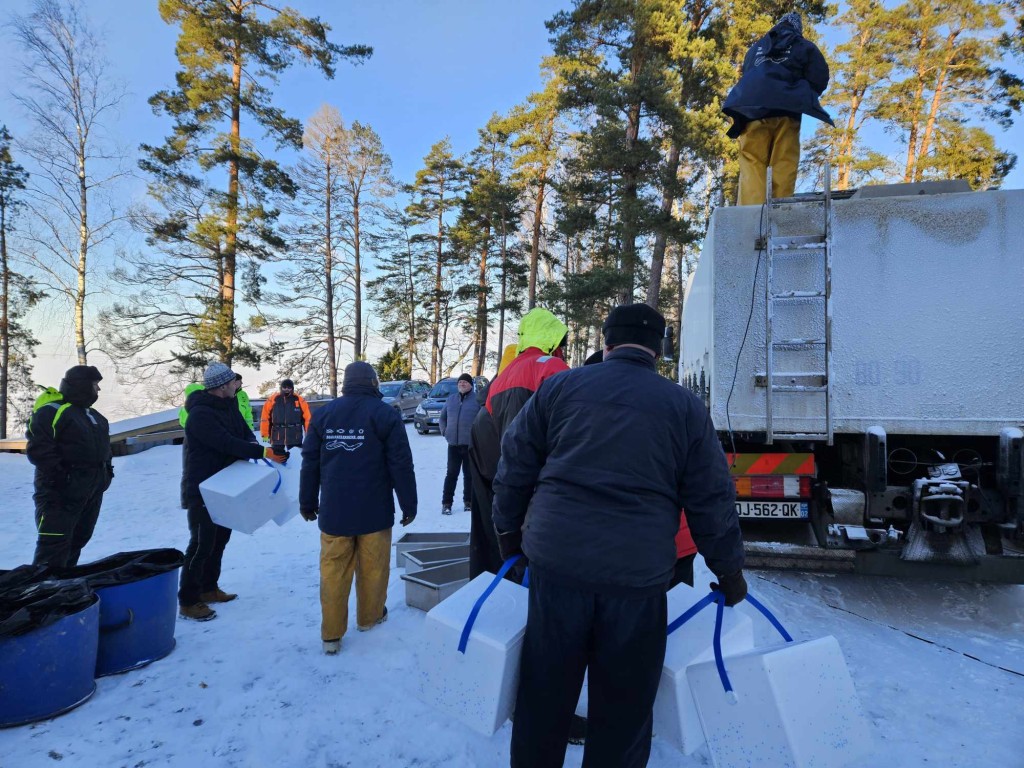 Klaasangerjate asustamine
