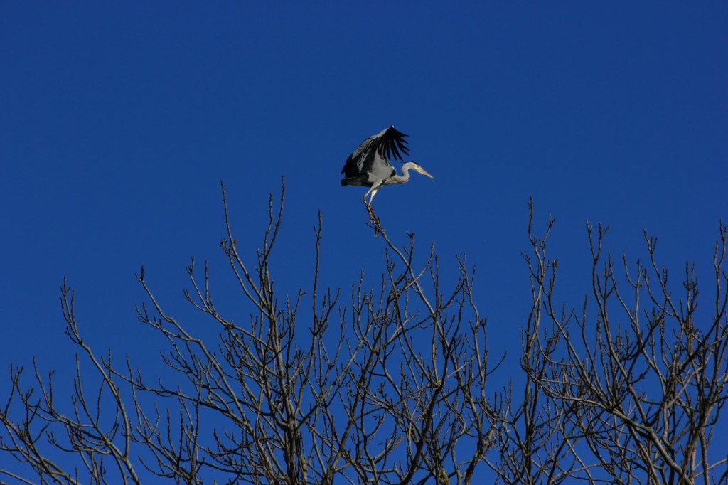 Hallhaigur_foto autor Nele Sõber.JPG