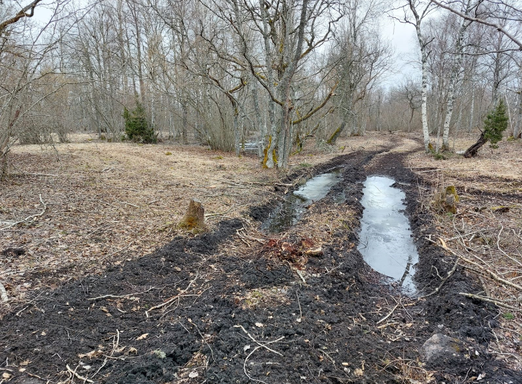 Laelatu puisniit_foto autor Keskkonnaamet.PNG
