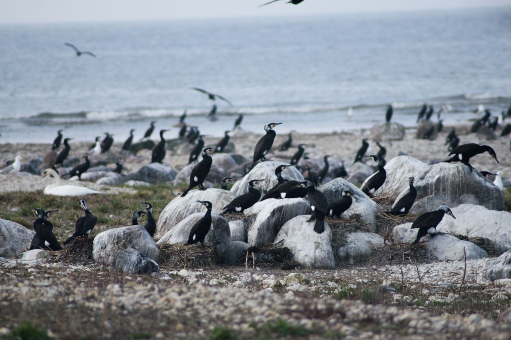 Kormoranid_foto autor Astrid Levkoi-Epner.jpg