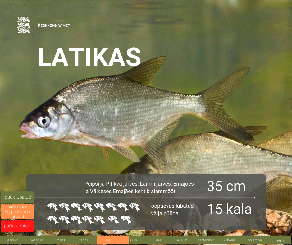 latikas.png