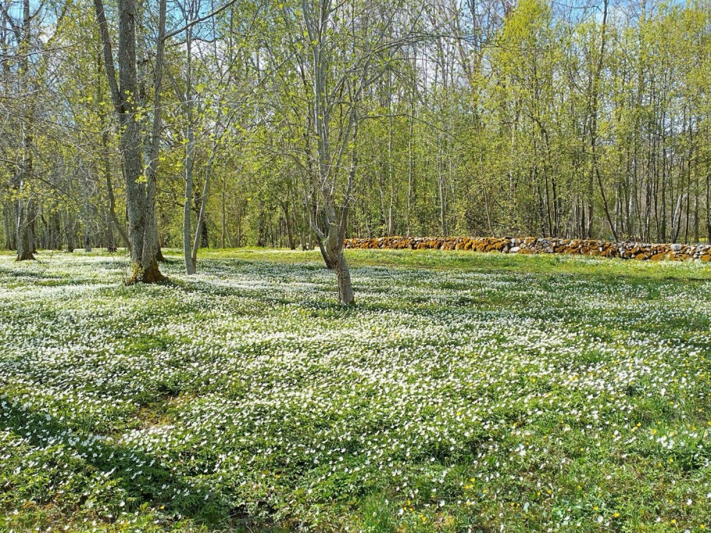 Neitsimäe puisniit_foto autor T. Hallikma.jpg