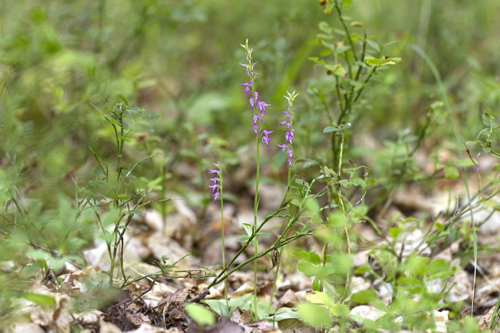 2024. a Lõuna-Eestist leitud uus orhideeliik sale tanukeel (Hemipilia cucullata)