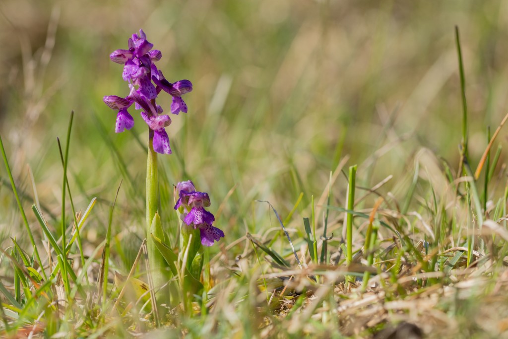Arukäpp  Foto autor Kadri Paomees