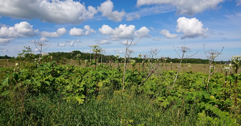 Karuputk