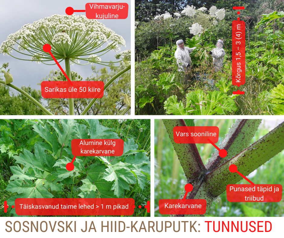 karuputke määramistunnused