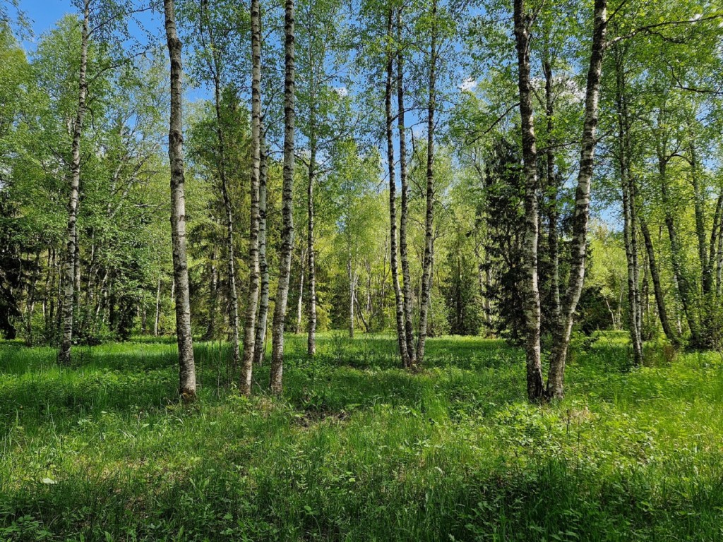 Maidla-Iganõmme hoiuala puisniit 2025.a. kevad