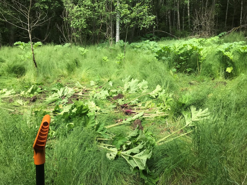 Välja kaevatud karuputke taimed