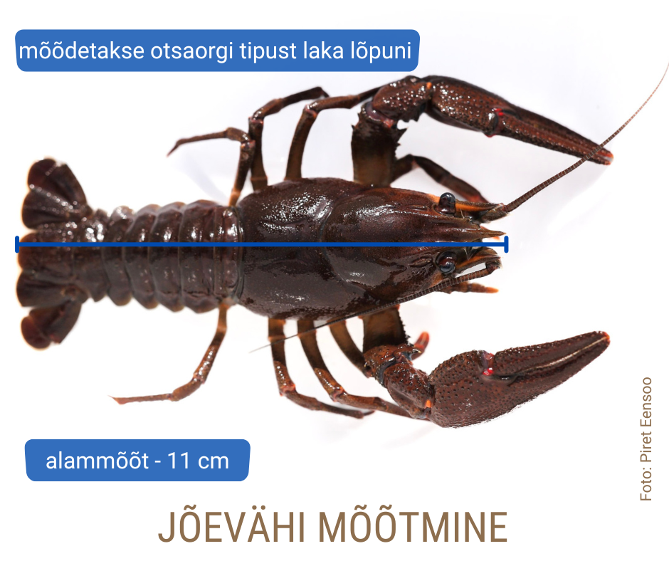 Jõevähi mõõtmine