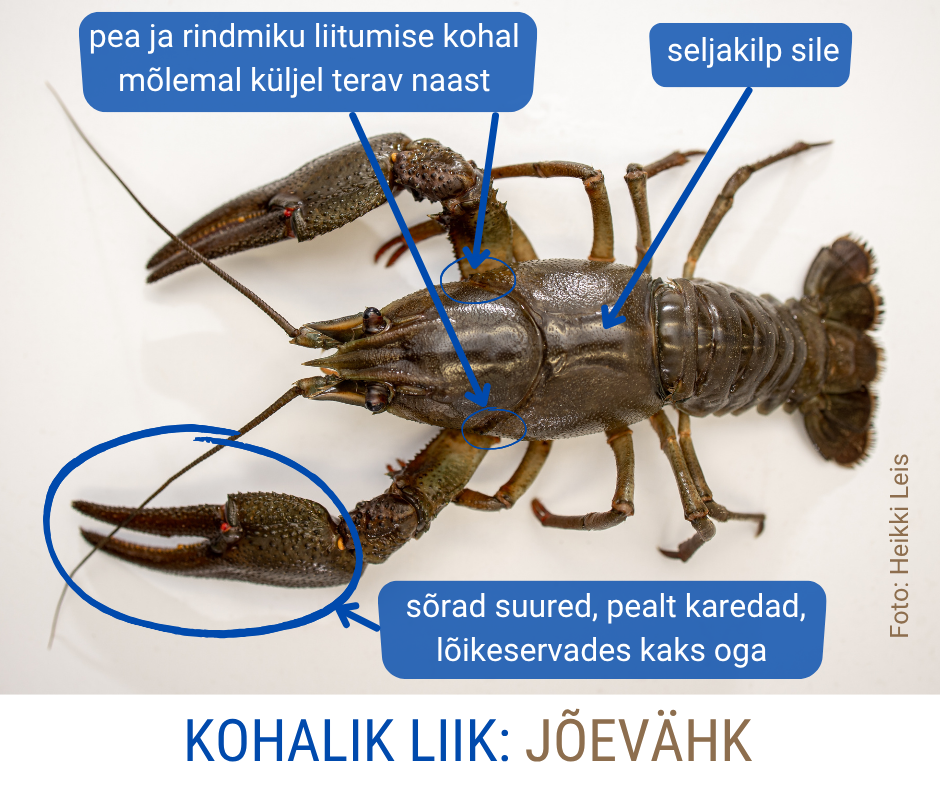 Jõevähk