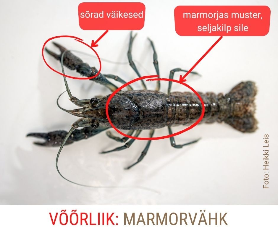 Marmorvähk
