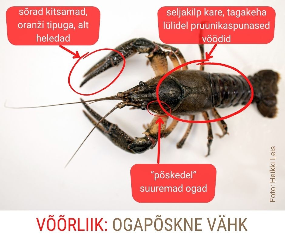 Ogapõskne vähk