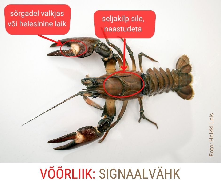 Signaalvähk