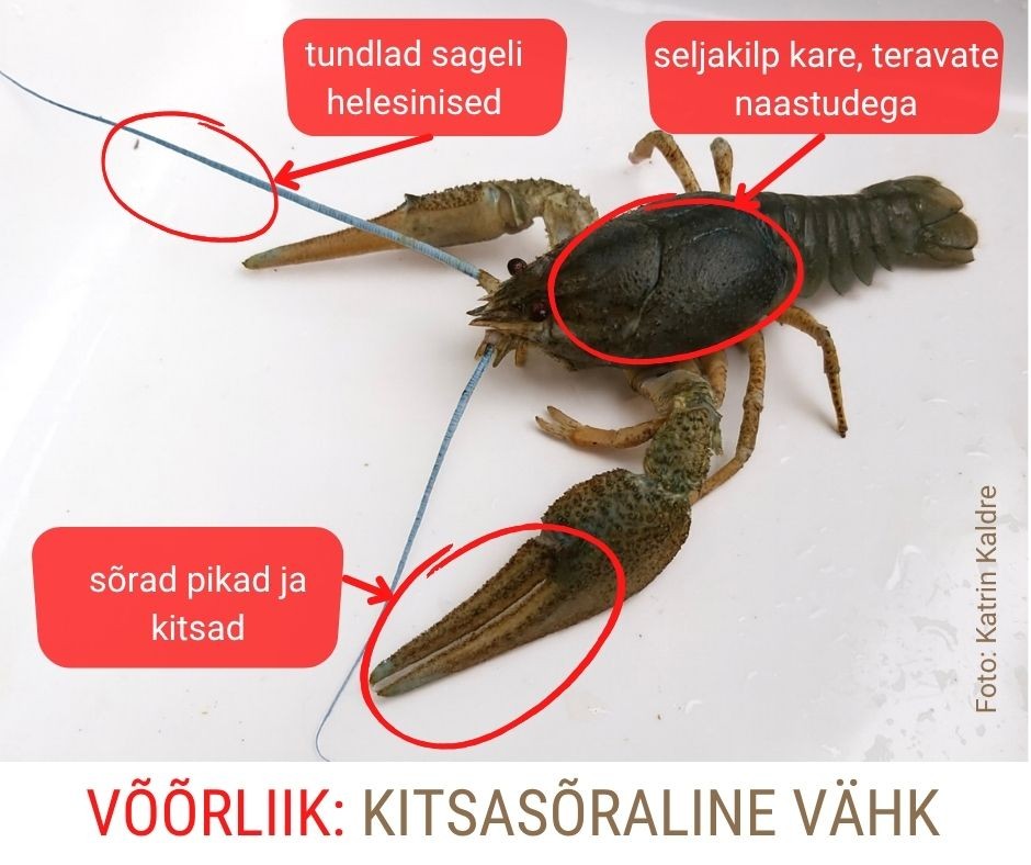 Kitsasõraline vähk