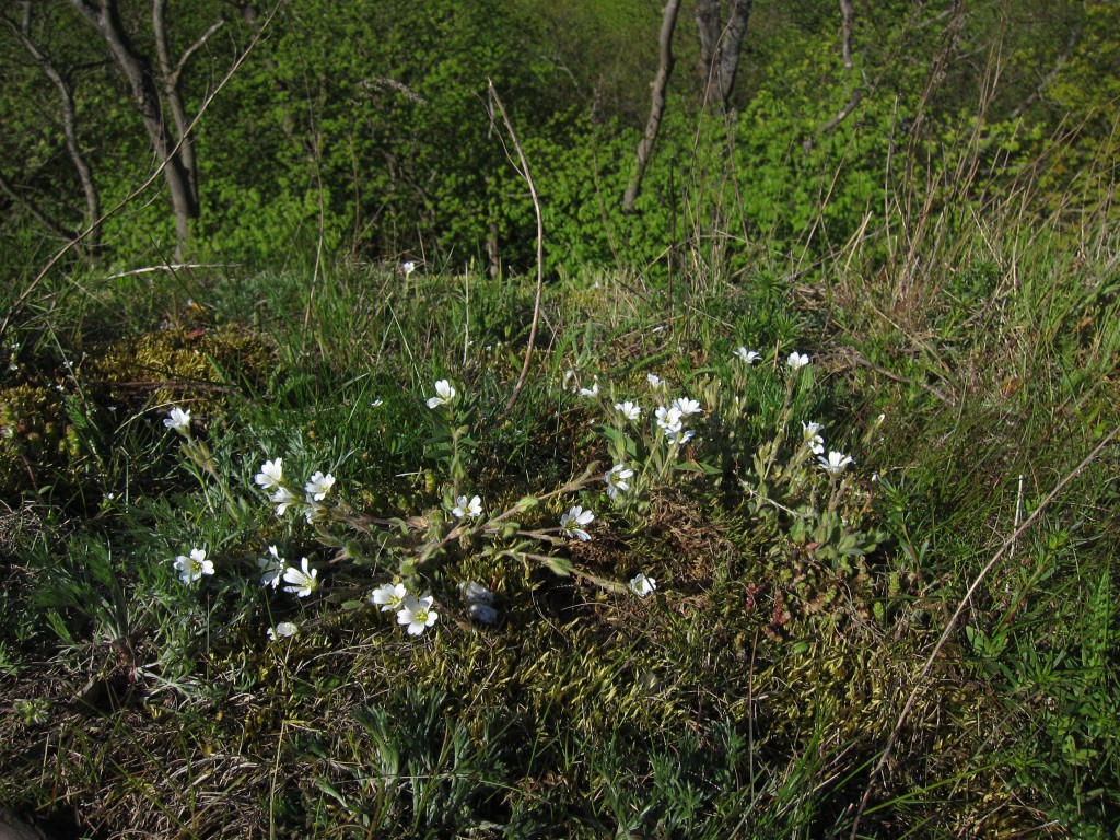 Mägi-kadakkaer