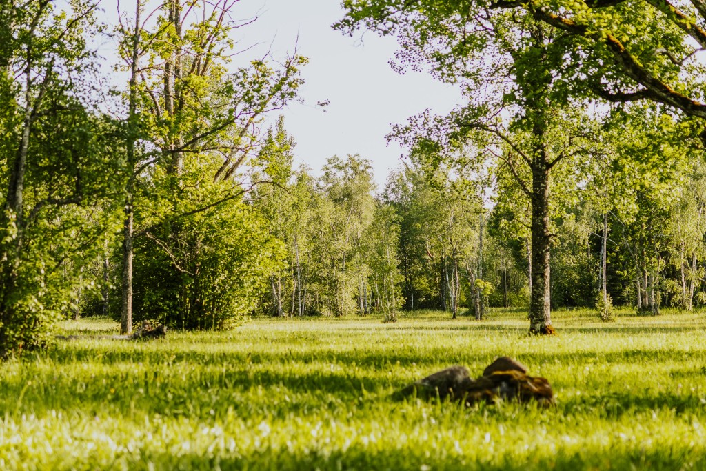 keeping_wooded_meadows-8572.jpg