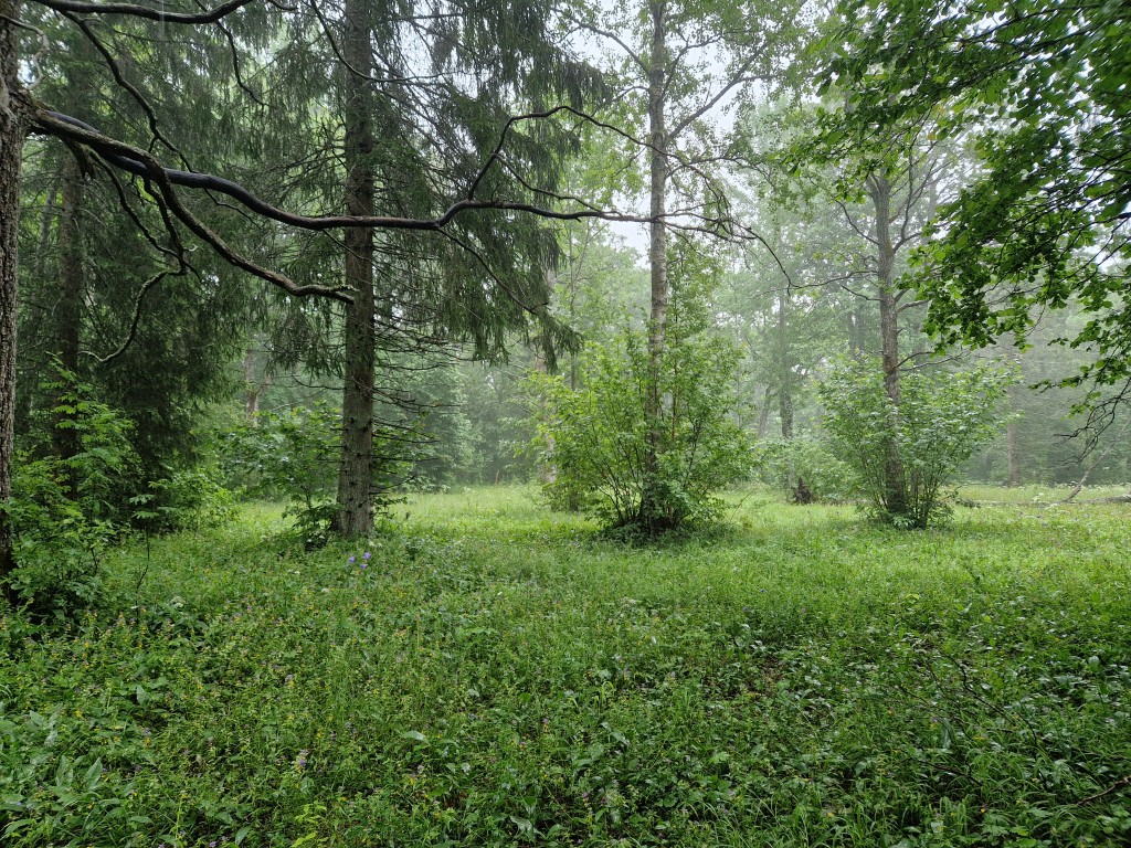 Maidla-Iganõmme hoiuala_foto Keskkonnaamet_0.jpg