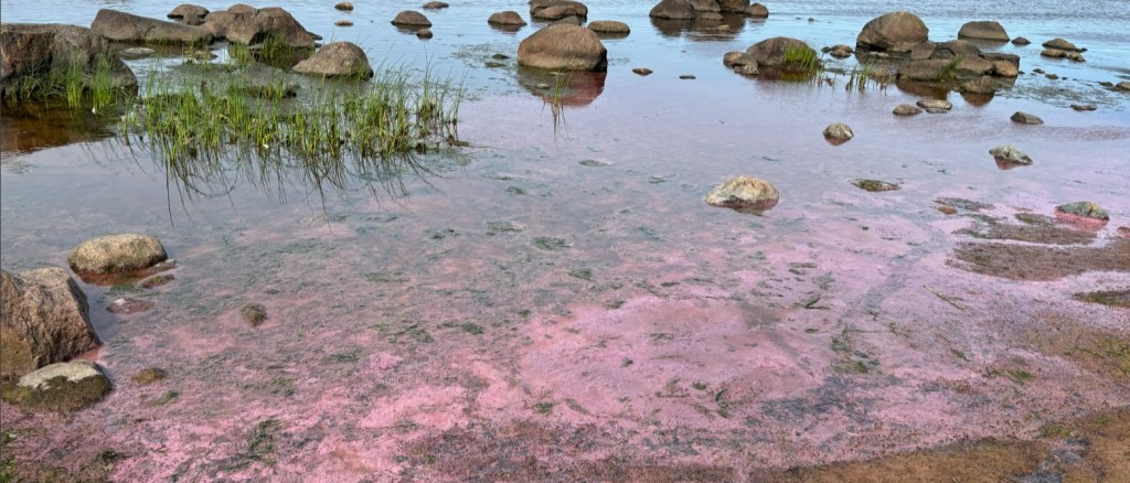 sinivetikad_foto Keskkonnaamet.jpg