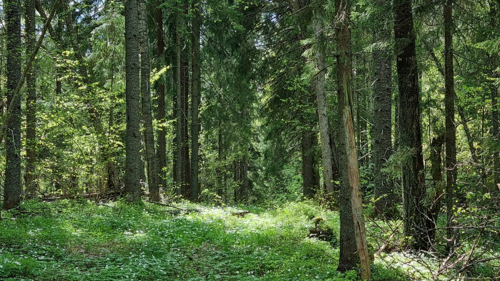 Kuiv metsaelupaik rohundirikas kuusik