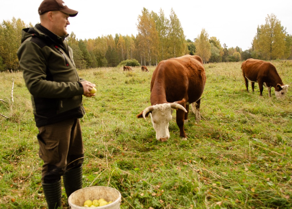 Koivakonnus on järk-järgult mindud üle sarviliste lihaveiste kasvatamisele.