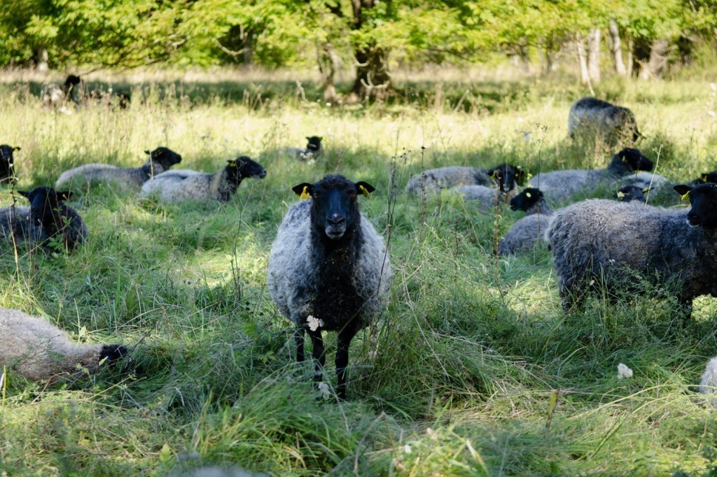 Laamad aitavad karja valvata Foto Margit Turb